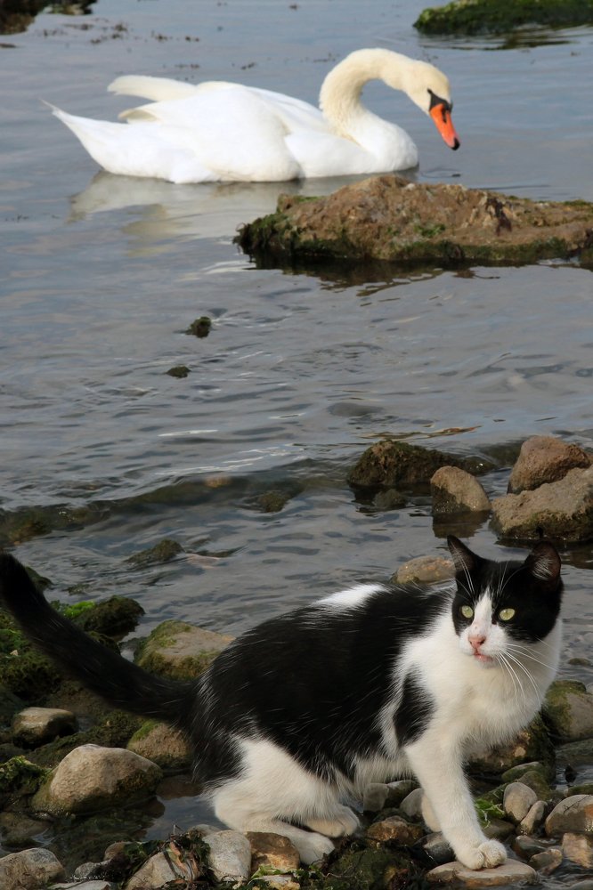 МОРСКОЙ КОТ.