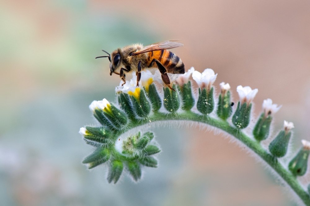 Ночевала пчёлка золотая...