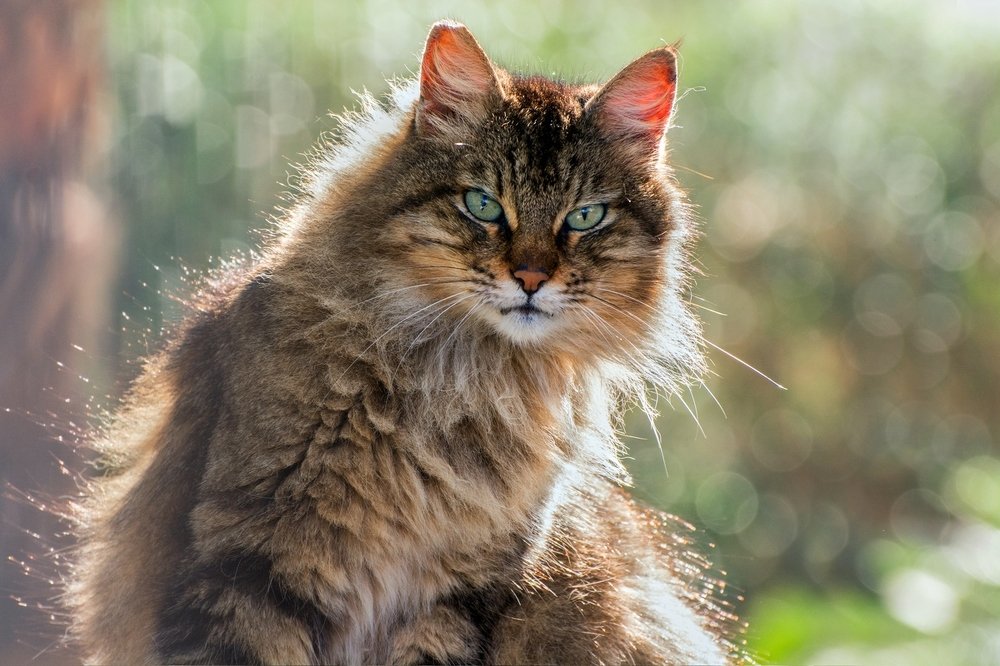 Лучезарная...