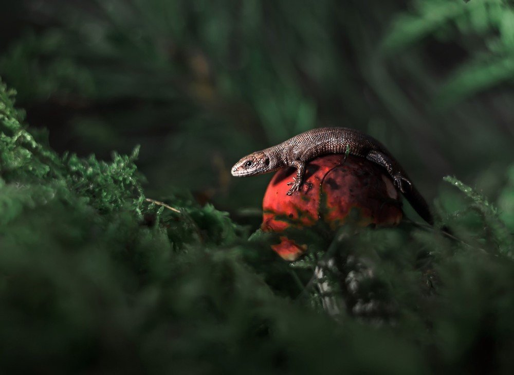 Photograph by Юлия Яремко