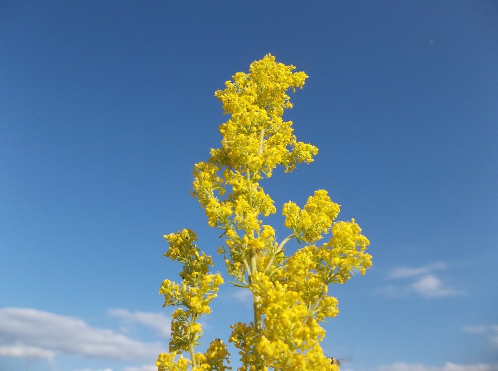 Photograph by Георги Колев