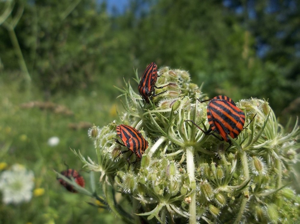 Photograph by Георги Колев