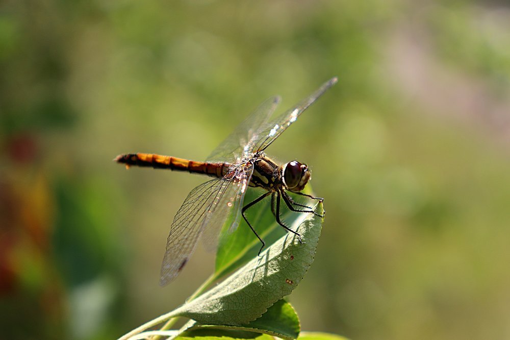 Попрыгунья - стрекоза ...