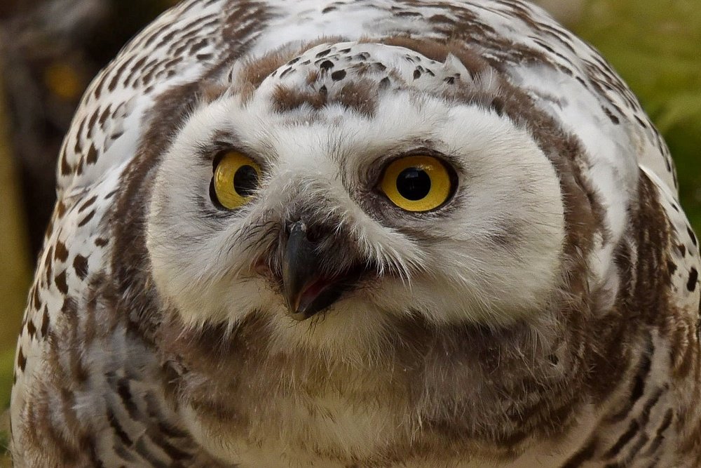 Photograph by Nikolai Savin