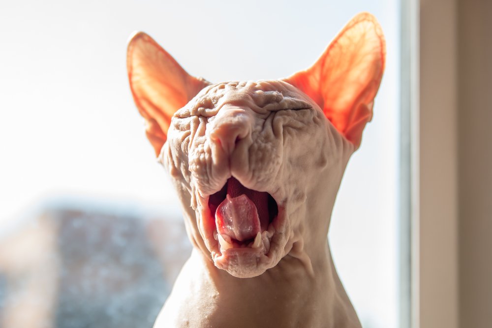 Photograph by Дина Горбачёва