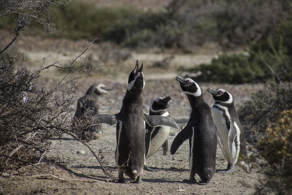 Photograph by Олександр Ковалев