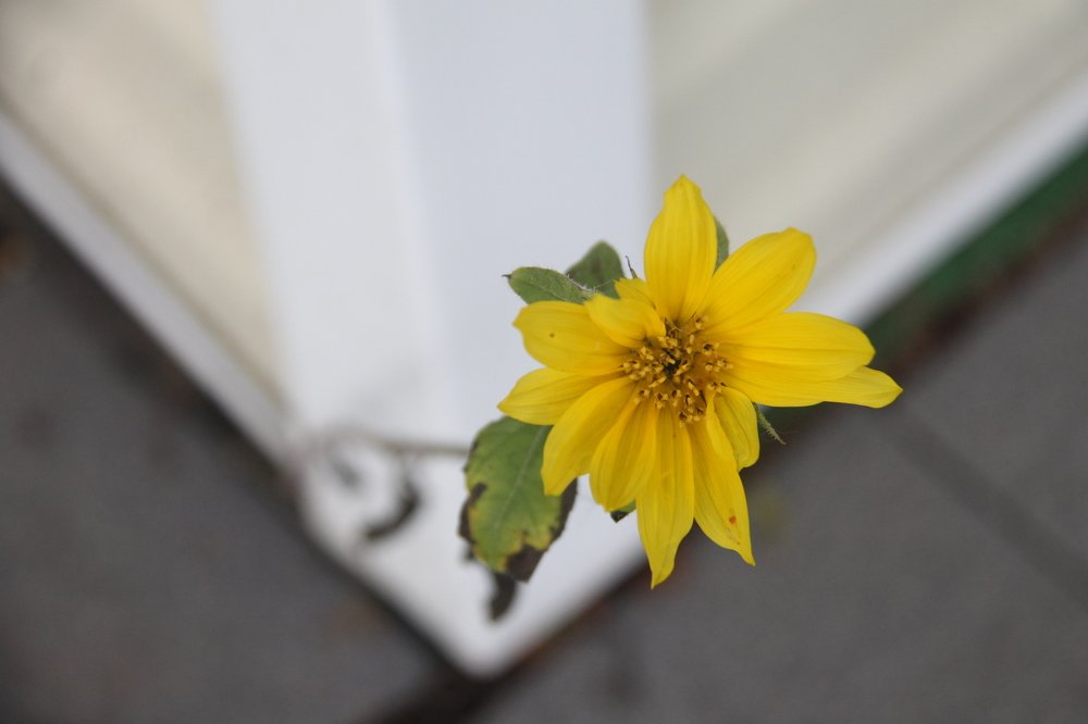 Photograph by Елена Копейкина