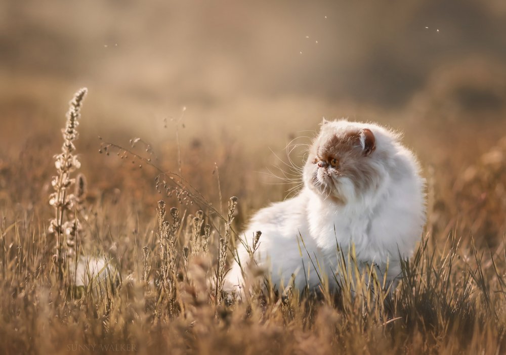 Photograph by Оксана Таибова