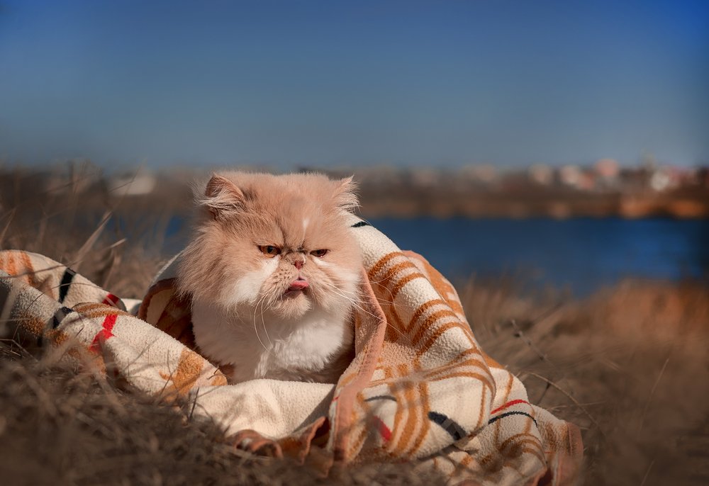 Photograph by Оксана Таибова