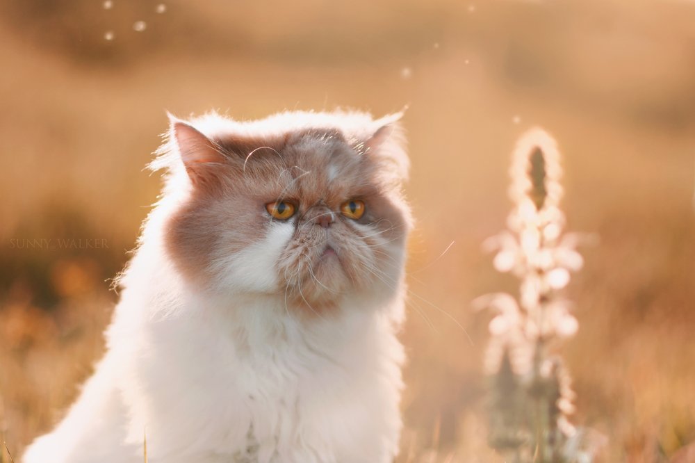 Photograph by Оксана Таибова