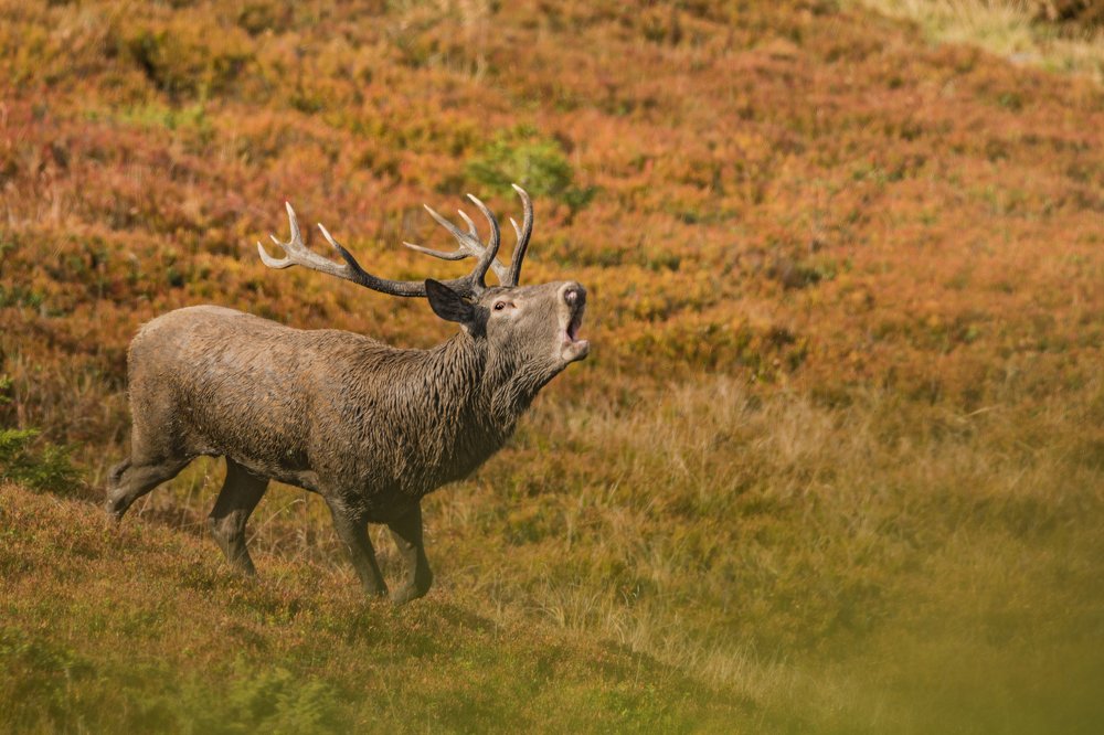 Photograph by Adrian LUPSAN