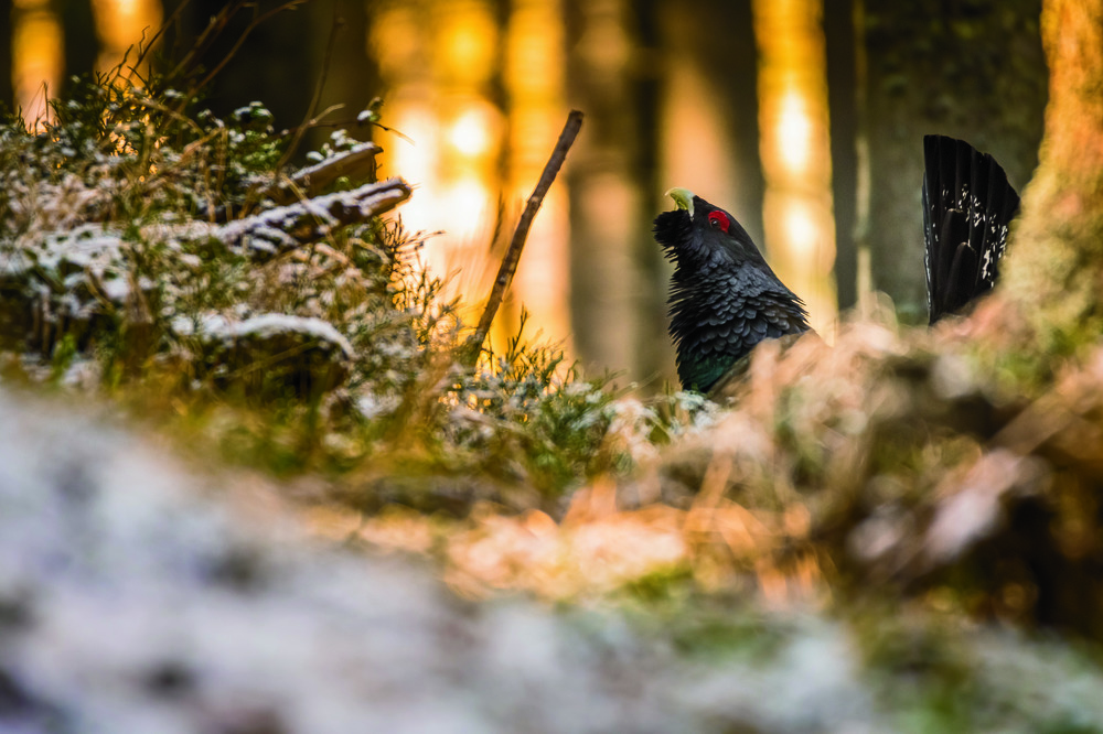 Photograph by Adrian LUPSAN