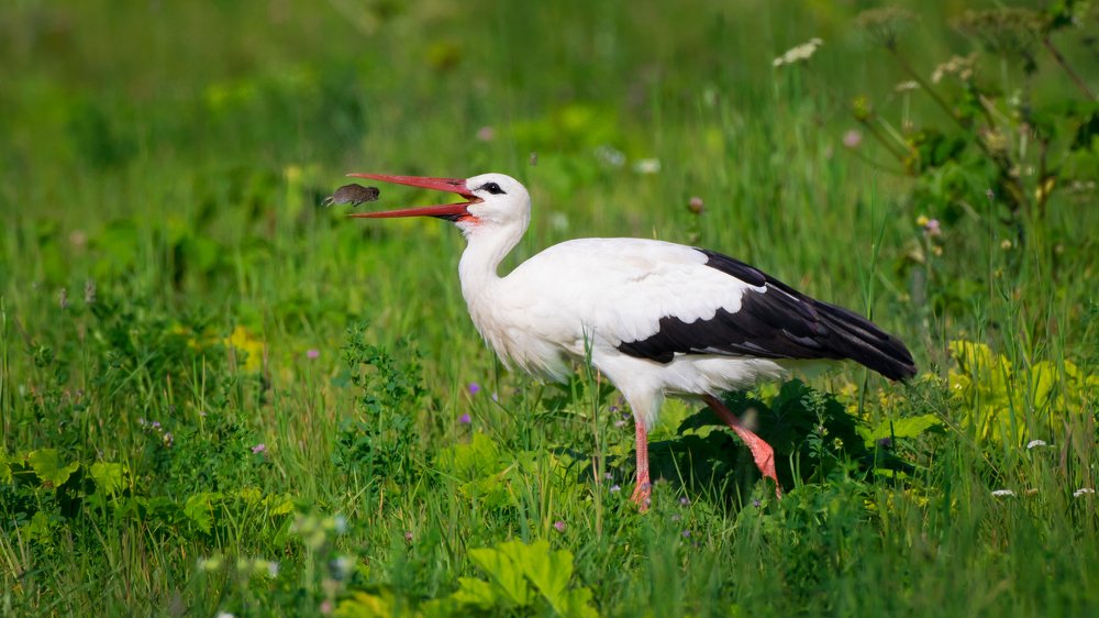 Удачная охота