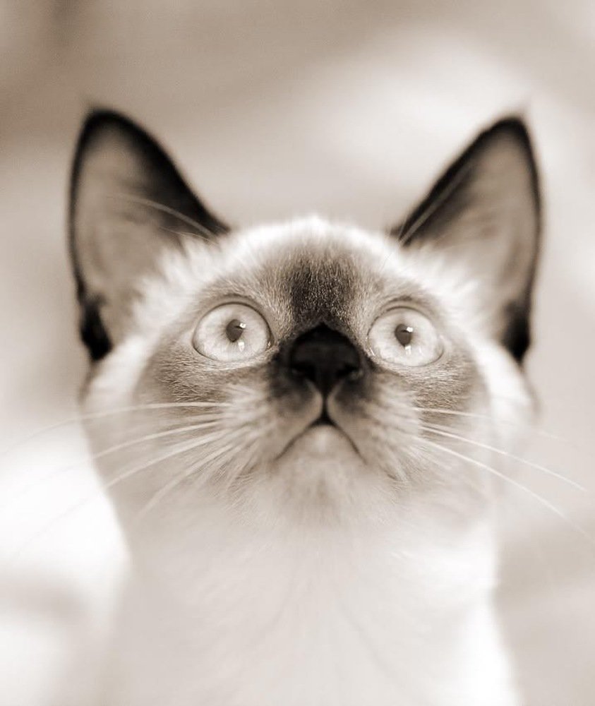 Котёнок по имени Гав