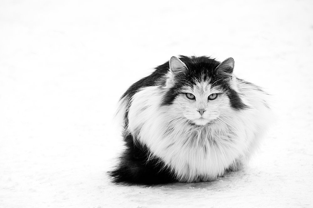 Photograph by Ольга Алексейчик