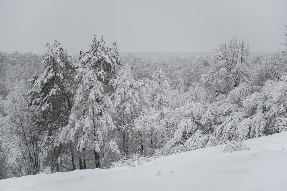 БелоСнежная зима