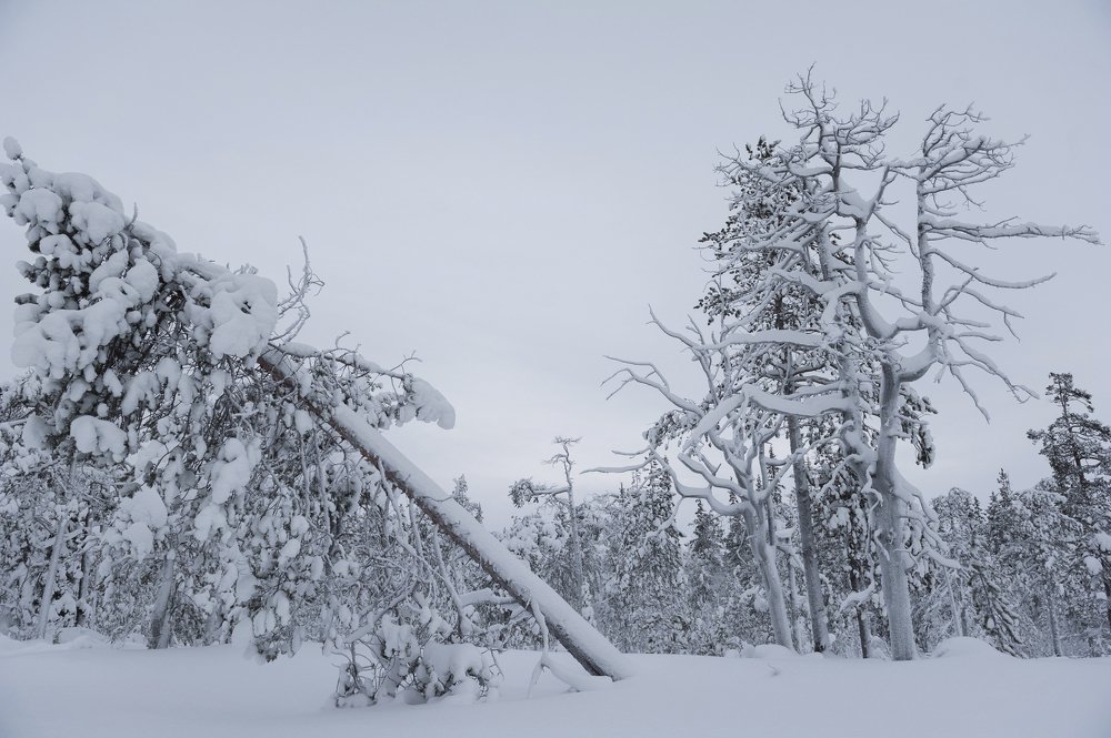 Снежные леса Кольского