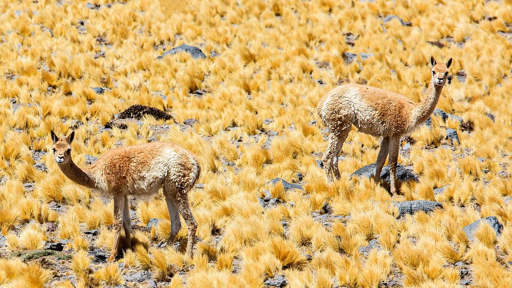 Vicuñas.