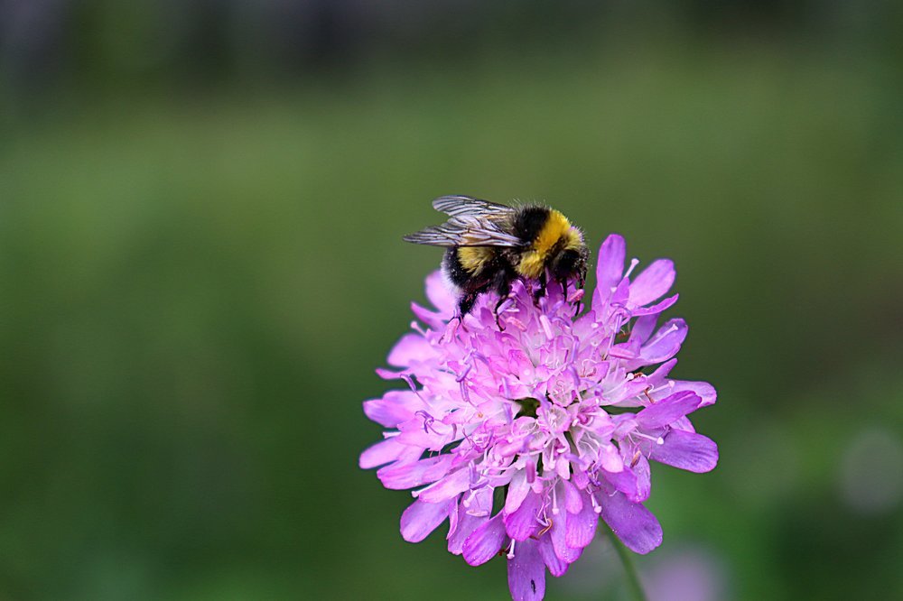 Пора медосбора ...