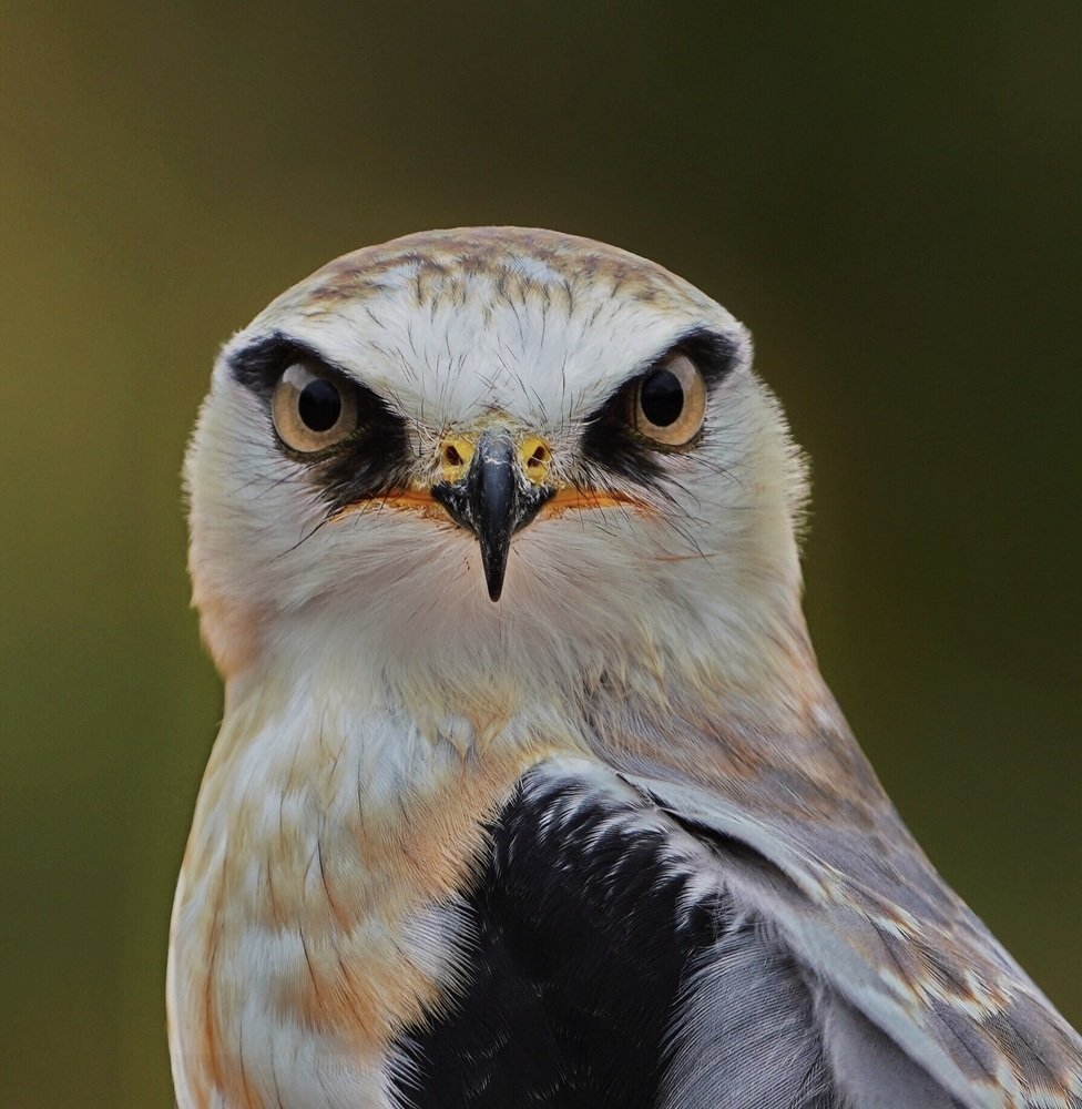 Black-Shouldered Kite