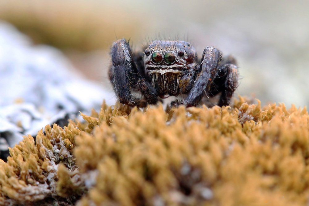 Инопланетянин