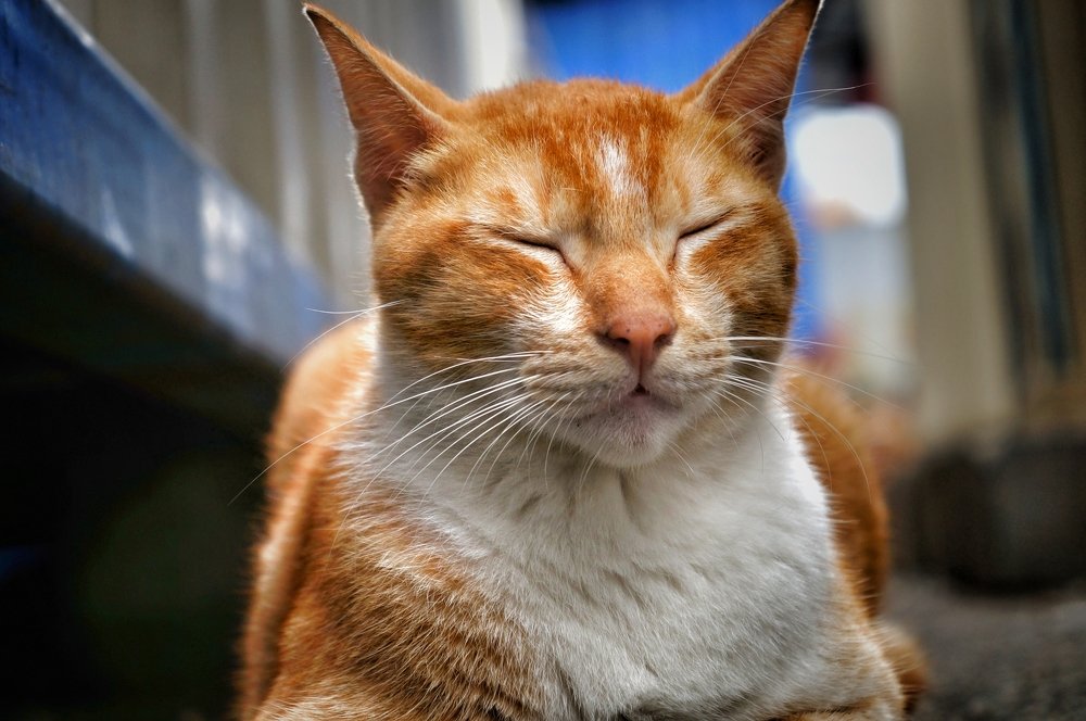 Photograph by Muhammad farid Sinal zainal