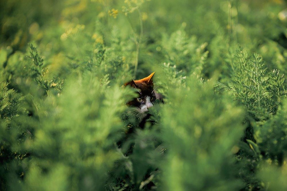 Photograph by Анисимова Ольга Леонидовна