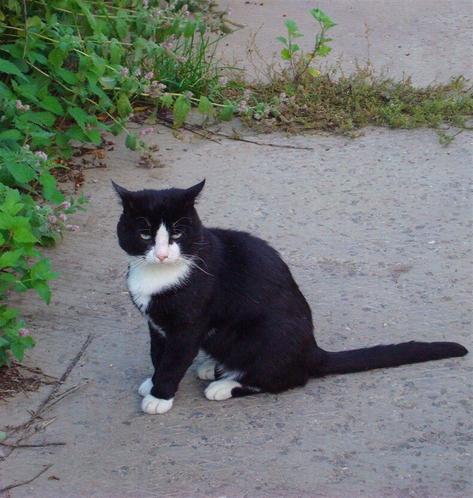 Фотография автора АЛЕКСАНДР ЦЫГЕЛЬНЮК