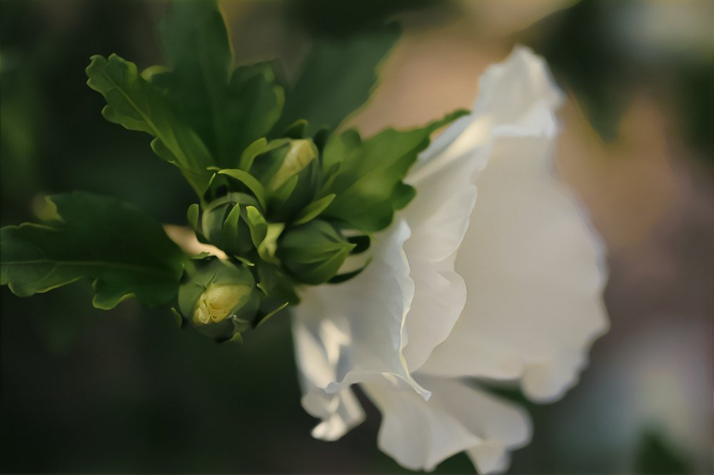 Акварелью рисую нежность...