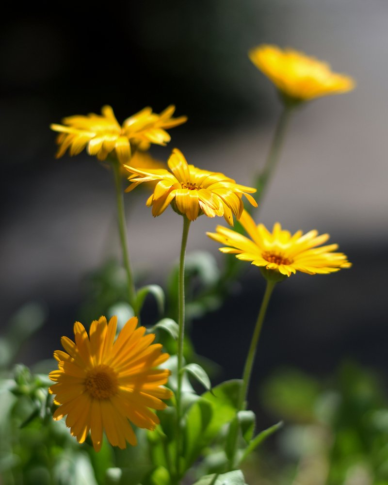 Photograph by Tatyana