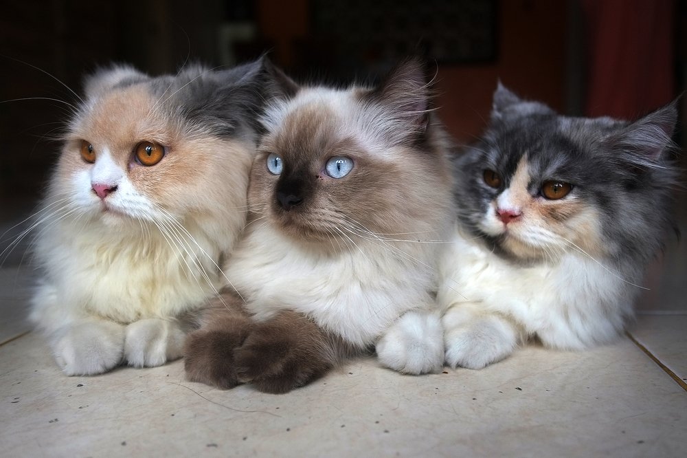 Three Musketeers
