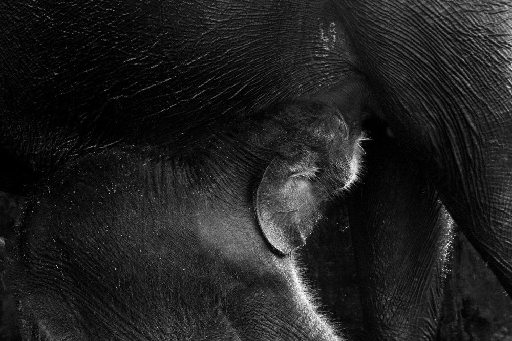 baby elephant breastfeeding