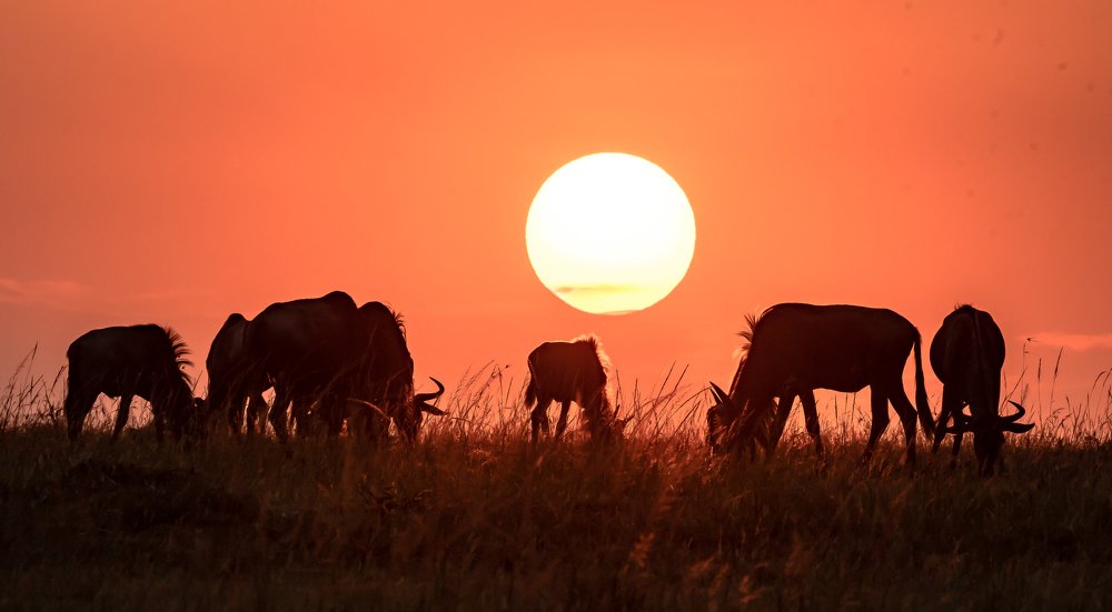 SunSet Wildebeest