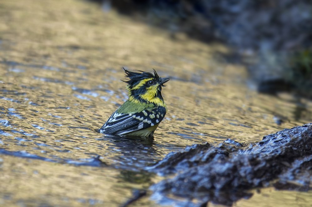 Photograph by Sanjoy Adak