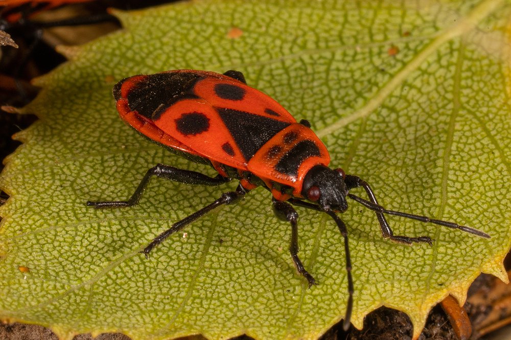 Photograph by Борис Фотомания