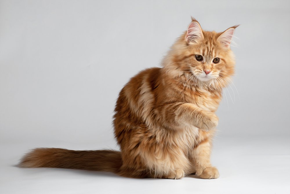 Photograph by OLGA KOVALENKO