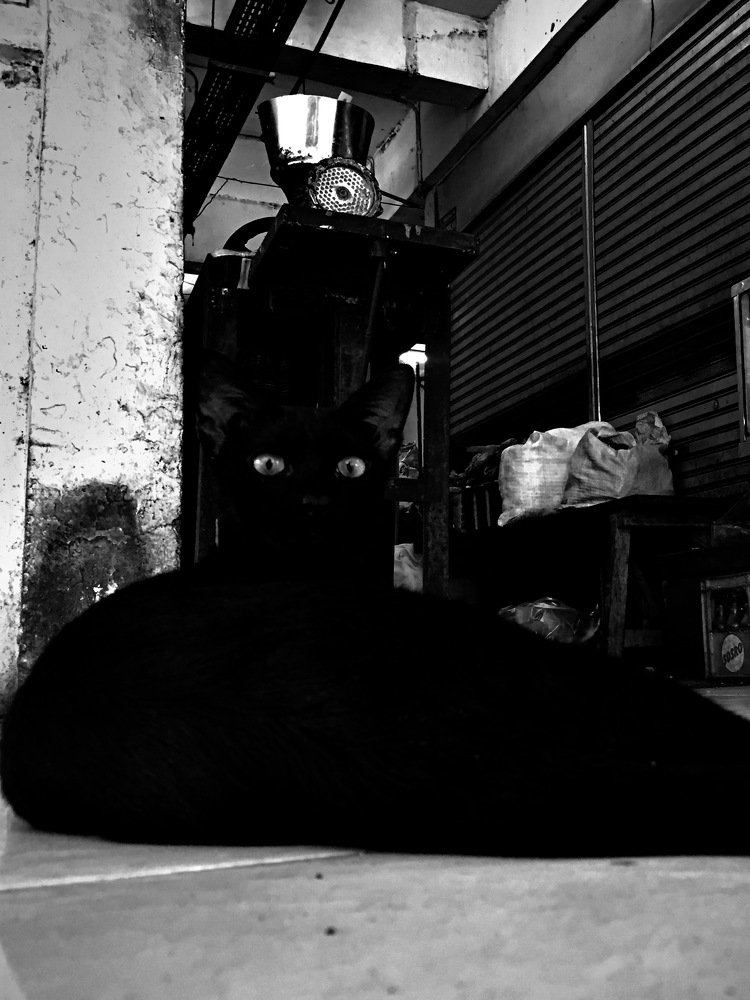 Photograph by Albert Williancoen