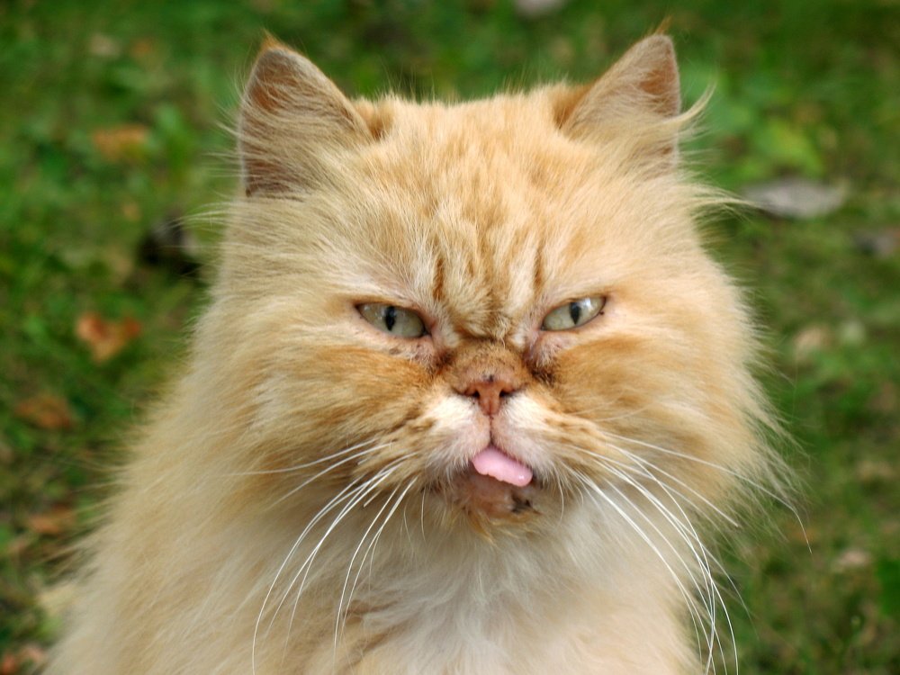 Фотография автора Нина Калинина