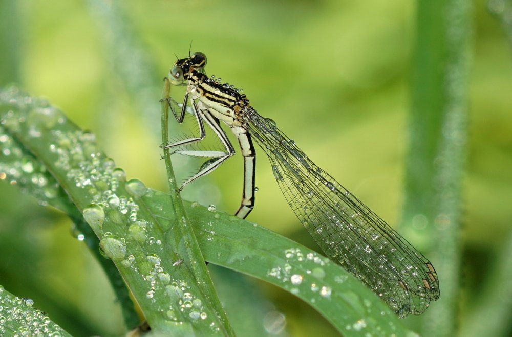 Photograph by Кучерина Галина