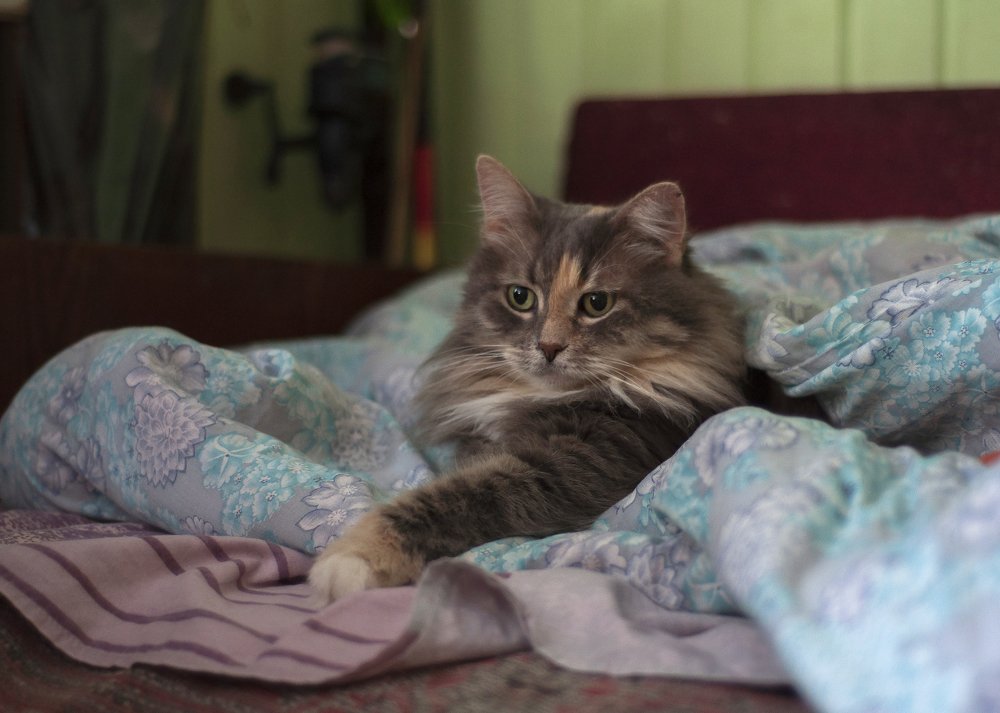 Пушистое утро!