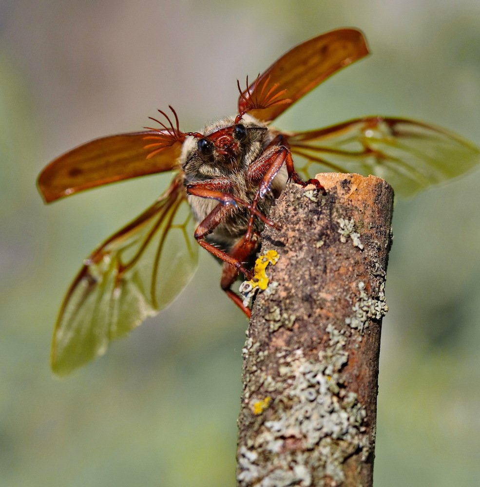 Photograph by Игорь Осипов