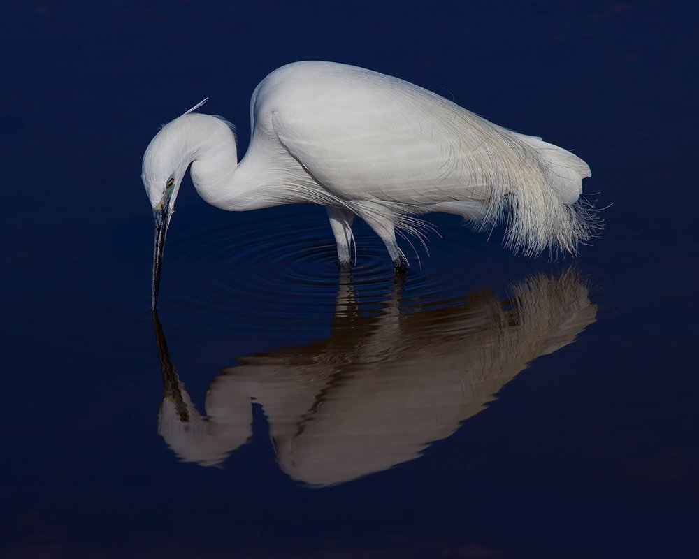 Kiss.  Малая белая цапля