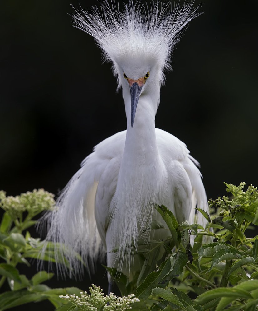 Snowy Egret - Американская белая цапля