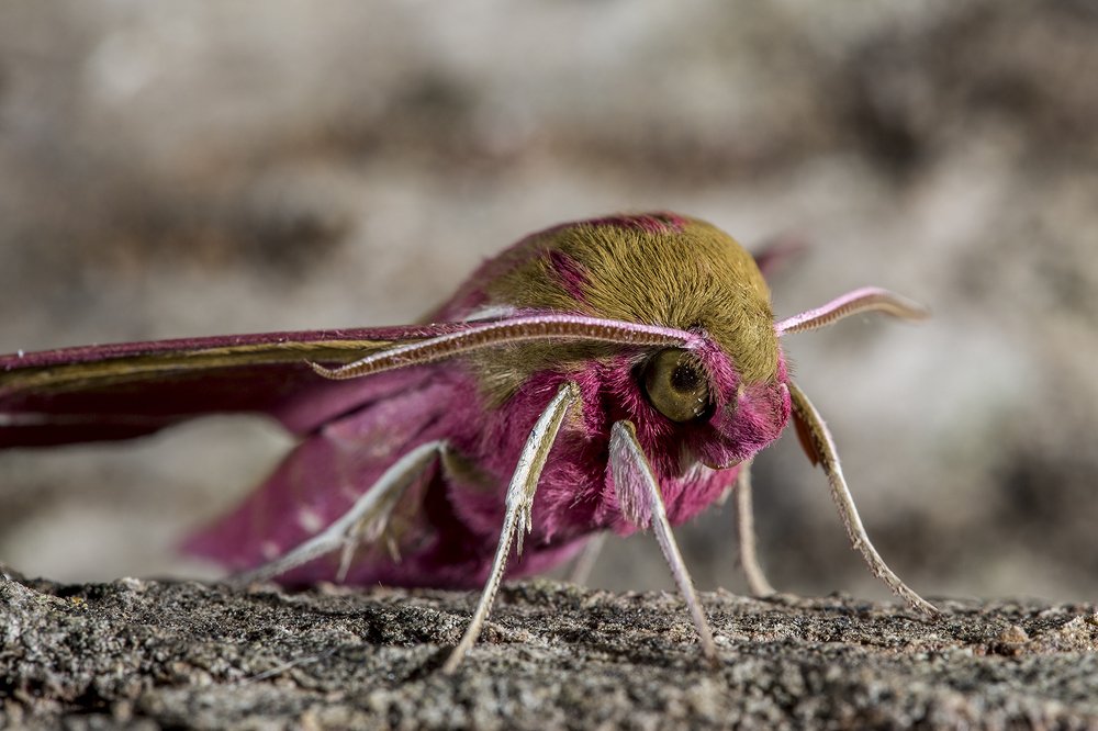 Photograph by Алексей Пришвин