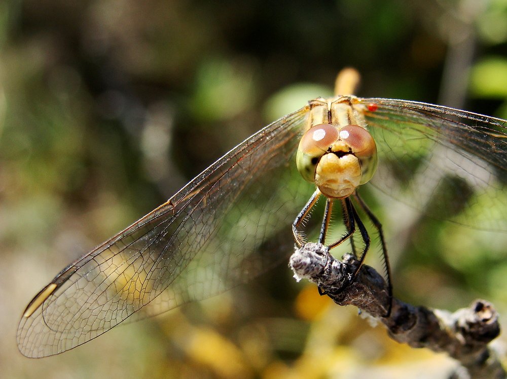 Photograph by Алька Вереск