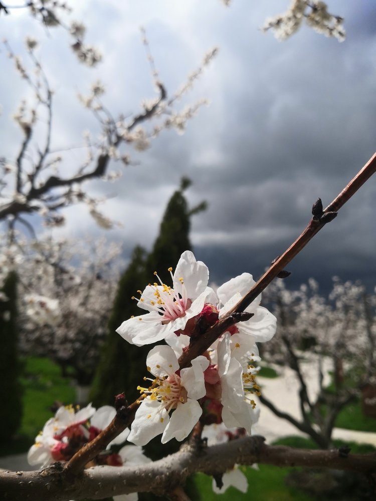 Photo #3514620