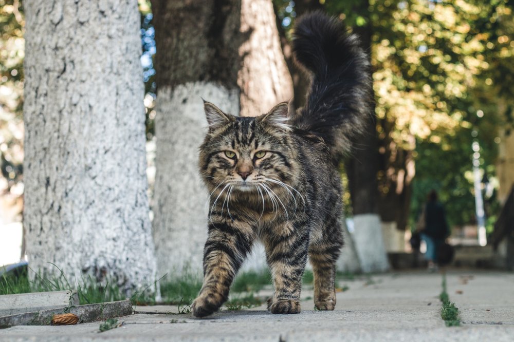 Усатый полосатый