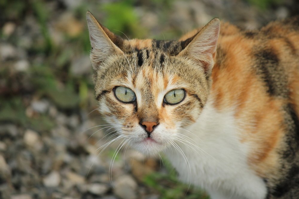 Фотография автора payman Mollaie