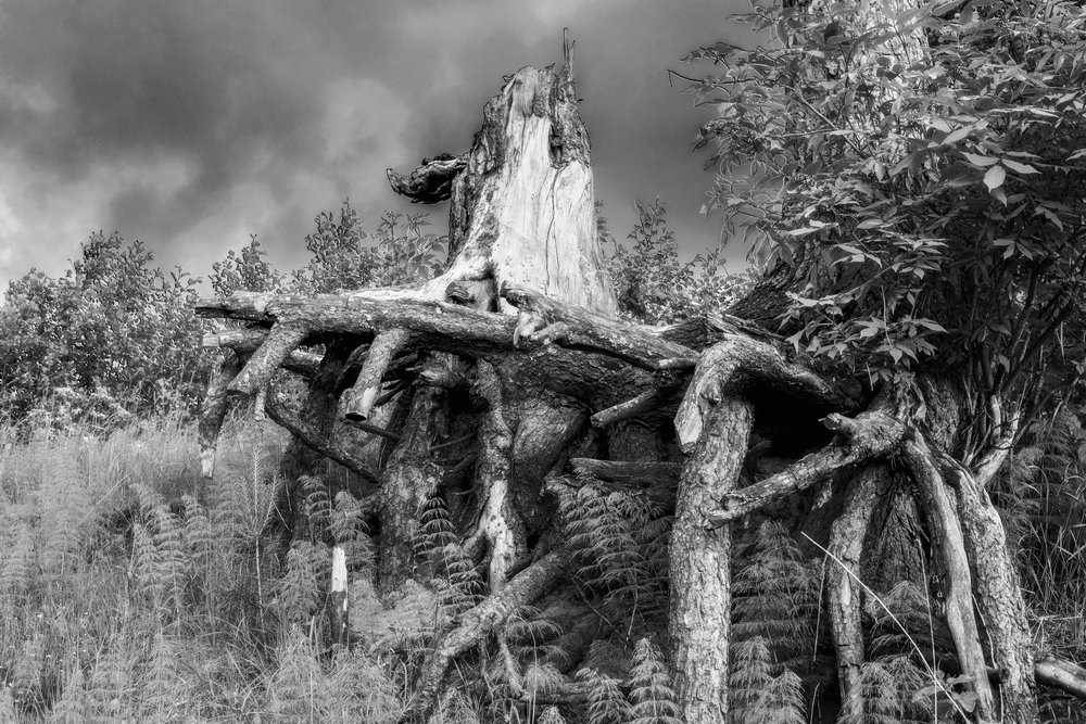 Photograph by Сергей