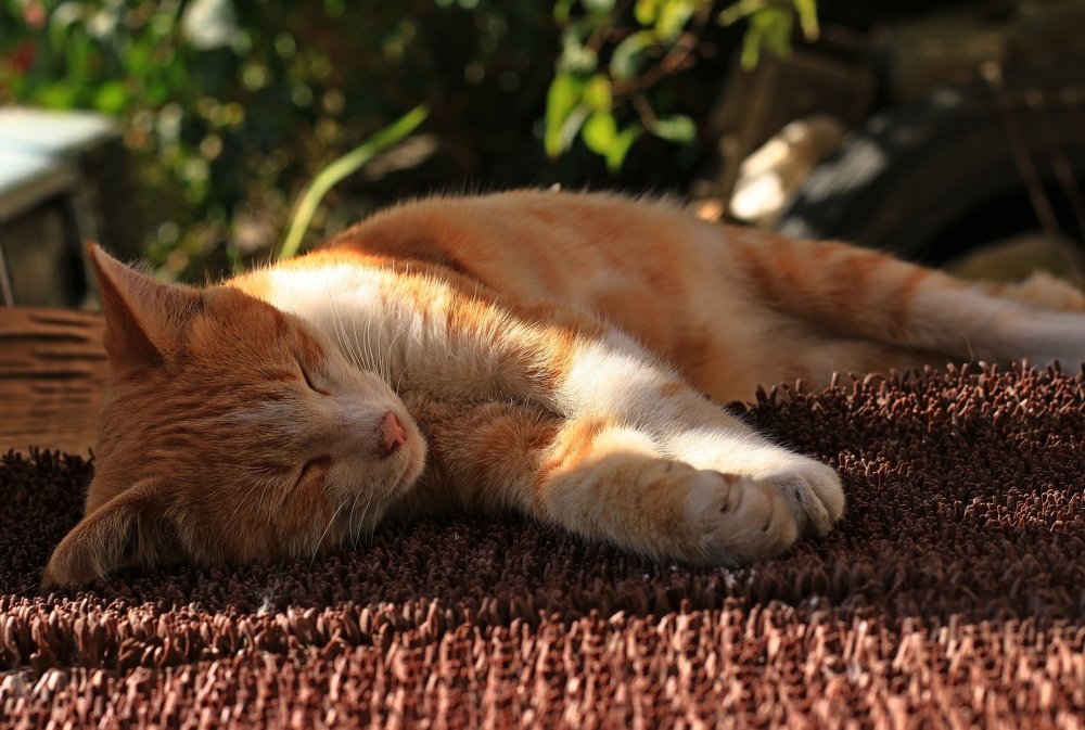 Photograph by Игорь Куленко